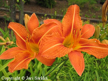 Hemerocallis fulva 'Kwanso', rusopäivänlilja